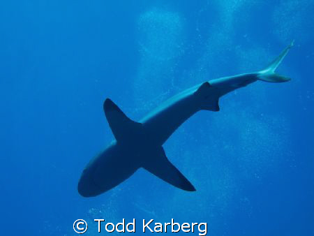The underbelly of a grey reef shark by Todd Karberg 