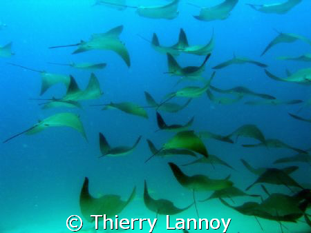 Cabo Pulmo - Sea of Cortez........thousands of Mobula ray... by Thierry Lannoy 