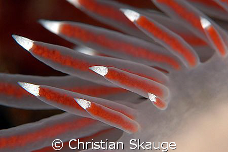 Close-up of the cerata of an aeolid nudibranch. Nikon D20... by Christian Skauge 