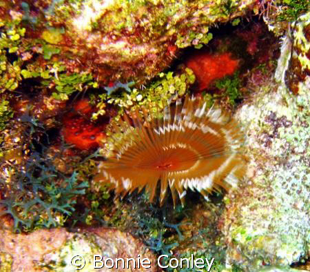 Split-Crown Feather Duster seen on July 2008 at Grand Cay... by Bonnie Conley 