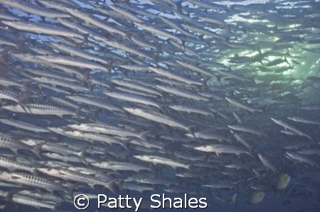 Huge school of Baracuda at the end of the dive, shallow f... by Patty Shales 