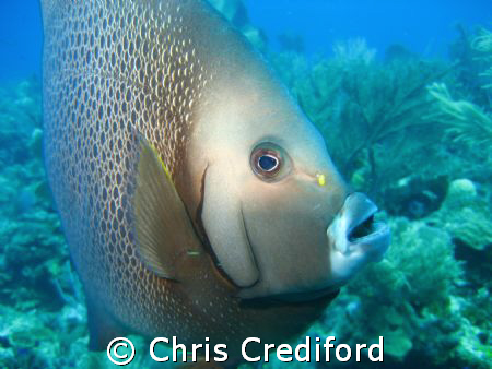 A Gray Angelfish came swimming straight at me.  I had eno... by Chris Crediford 