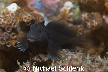 Is this my best side?

Blennies off S. Carolina coast. by Michael Schlenk 