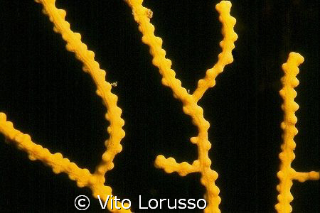 Corals - Eunicella cavolinii by Vito Lorusso 