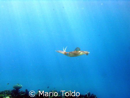 flying squid in the sunny sea by Mario Toldo 