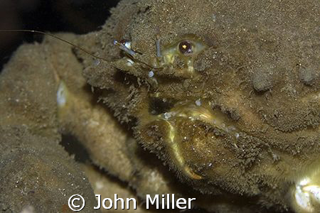 Large crab spotted on coral during a night dive north of ... by John Miller 