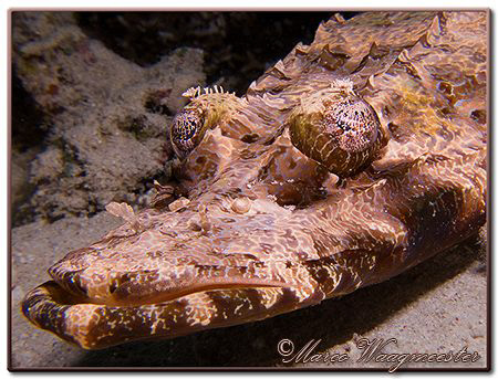 Crocodile Fish (Cymbacephalus beauforti) at Menjangan Isl... by Marco Waagmeester 