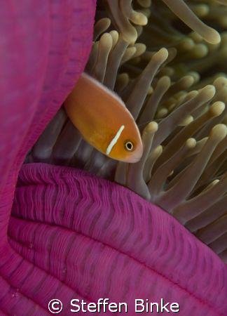 The "Pink clowfish" in pink background, nikon d200 by Steffen Binke 
