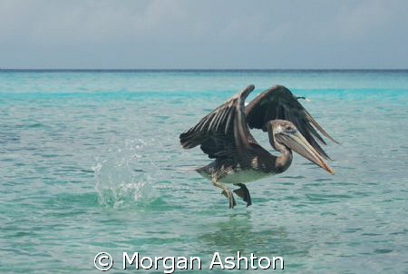 A pelican taking flight at Port Marie beach in Curacao. T... by Morgan Ashton 