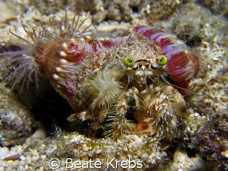 Anemone Crab with extra  green eyes and hairy legs ! 
Ca... by Beate Krebs 