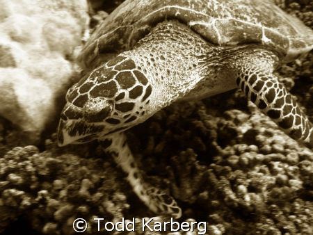 Hawksbill turtle, thought the sepia looked nice by Todd Karberg 
