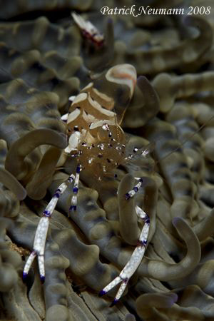 Anilao is not only good for Nudis, you know.. :)

Taken... by Patrick Neumann 