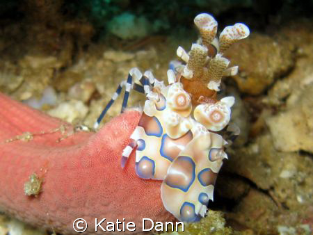 Harlequin shrimp, Similans, Thailand. Taken with Canon G9... by Katie Dann 