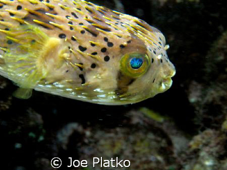 puffy; found off Curacao. I wanted to get the cool reflec... by Joe Platko 