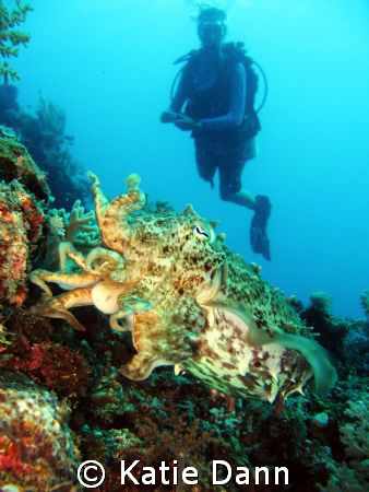 Diver looking at cuttlefish. The cuttlefish was posing be... by Katie Dann 