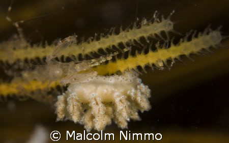 Tiny nudibranch  -- Isles of Scilly   by Malcolm Nimmo 