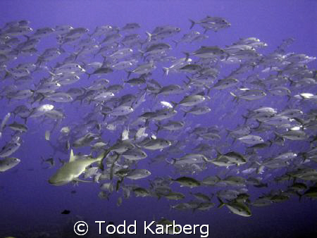 grey reef shark in a school of jacks by Todd Karberg 