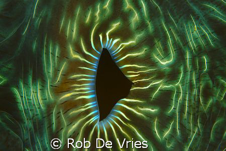 The beautifull colors of the inside of a Giant Clamb, Raj... by Rob De Vries 