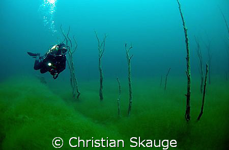 Underwater forest in lake Lygnstøylsvatnet, Norway. by Christian Skauge 