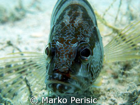 A Lettered Perch (Serranas scriba) takes a look into the ... by Marko Perisic 