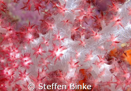 soft coral by Steffen Binke 