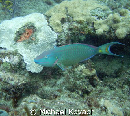 Parrot fish on the inside reef at Lauderdale by the Sea by Michael Kovach 