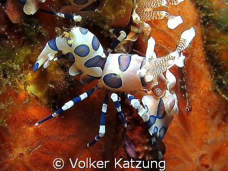 Harlequin Shrimp by Volker Katzung 