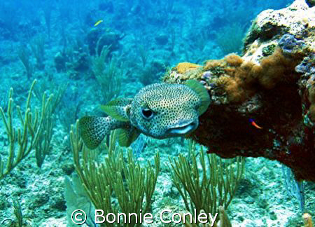 Porcupinefish seen July 2008 in Grand Cayman on the East ... by Bonnie Conley 