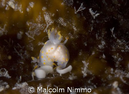 Laying eggs on kelp..  by Malcolm Nimmo 