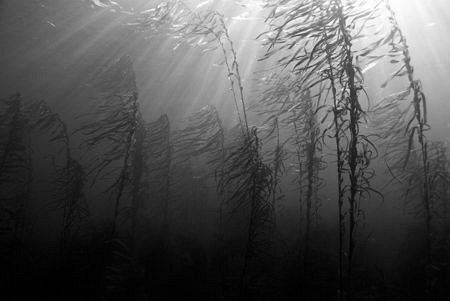 Natural light wide angle of a Southern Ocean kelp forest.... by Cal Mero 