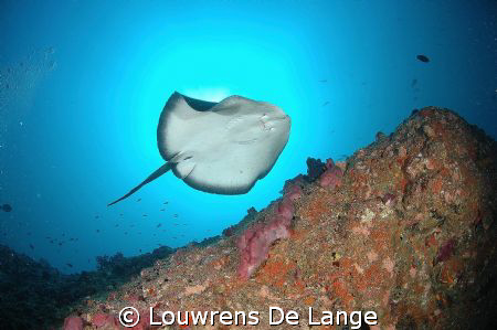 Ribbon ray crossing overhead on a deep dive by Louwrens De Lange 