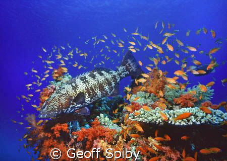 reefscene, Northern Red Sea by Geoff Spiby 