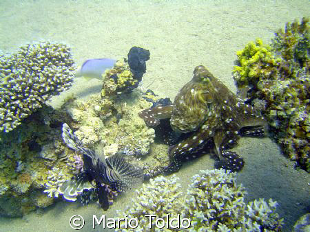 wandering big octopus in a coral garden by Mario Toldo 