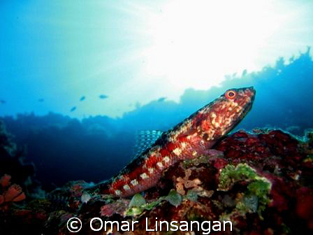 lizard fish by Omar Linsangan 