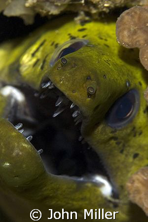 Moray eel in a hole.  Canon 40D, 100mm Macro, Inon z240 s... by John Miller 