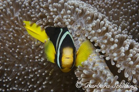 Clarke's Clownfish guarding his anemone! by Barbara Schilling 