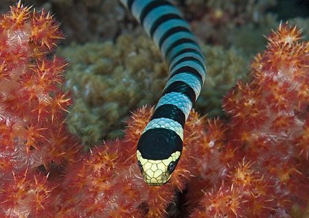 Sea Krait.
N.Sulawesi.
60mm. by Mark Thomas 