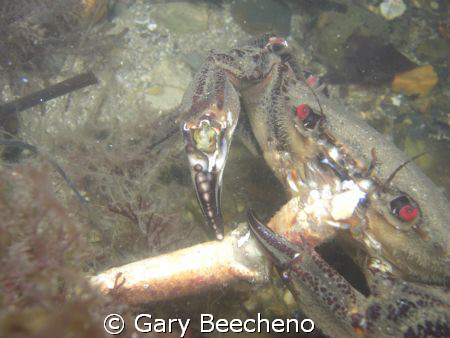 Crab eating crab by Gary Beecheno 