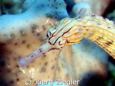 Head of Pipefish by Juerg Ziegler 