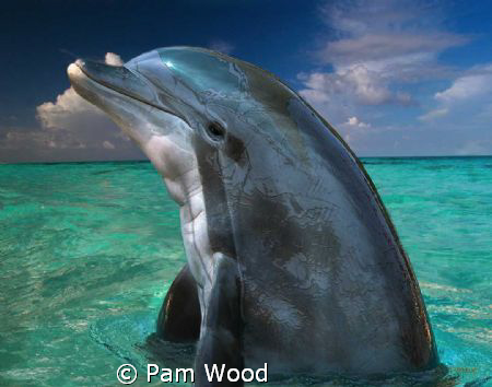 Dolphin in the Bahamas by Pam Wood 