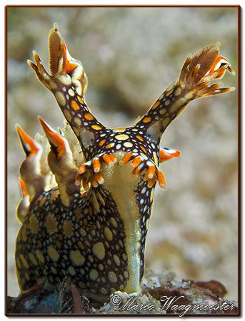 "Standing Up" (Bornella anguilla) at Batu Abah, Bali (Can... by Marco Waagmeester 