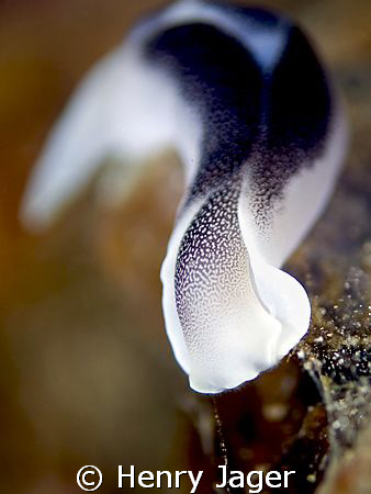 A Chelidonura amoena taken at the Nudibranch Rock, Raja A... by Henry Jager 
