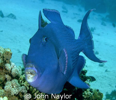 Blue trigger fish. by John Naylor 