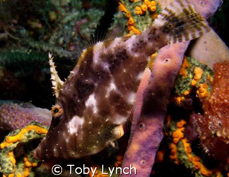 Juvenile slender file fish found on Purple Rain. by Toby Lynch 