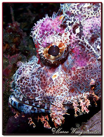 Portrait of a Raggy Scorpionfish (Canon G9, D2000w, UCL165) by Marco Waagmeester 