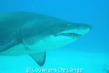 Ragged tooth shark.Seen in December at quarter mile reef ... by Louwrens De Lange 
