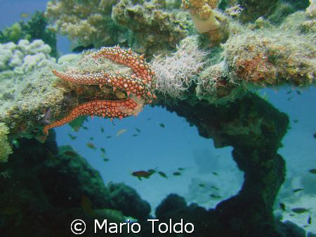 sea star guarding the door of reef by Mario Toldo 