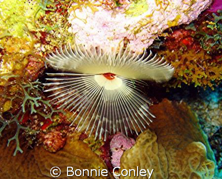Split-Crown Feather Duster seen July 2008 at Grand Cayman... by Bonnie Conley 