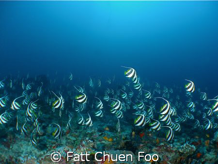 Schooling Bannerfish, Maldives by Fatt Chuen Foo 