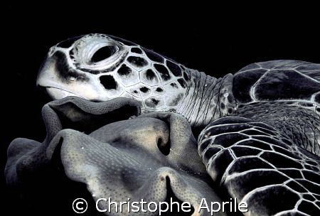 sleeping turtle on coral... by Christophe Aprile 